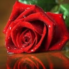 Doaa Aboabeid