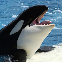 Orka Orkan