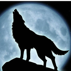 TIKKO WOLF