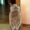 Dave the cat 101