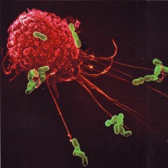 Crazycell