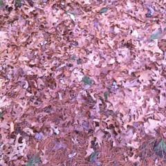 The Dead Leafs Music