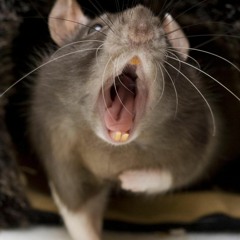 Obnoxious Rat Beats