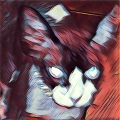 Kitty Cartel Backup