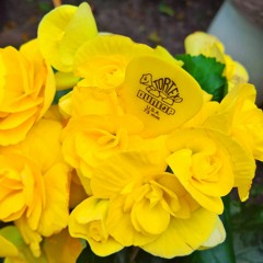 TheYellowFreak