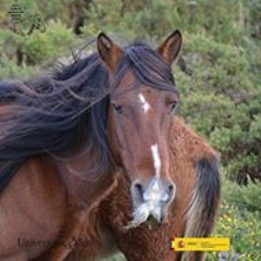 Cabalo Galego Domonte