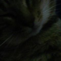 Cova