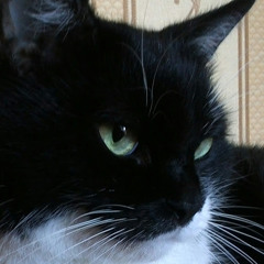 Данило Новосад