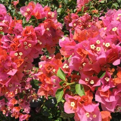 GetDough Productions