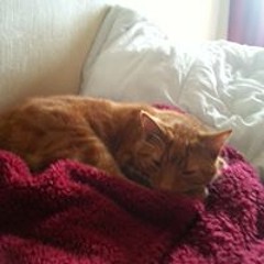 A Cat