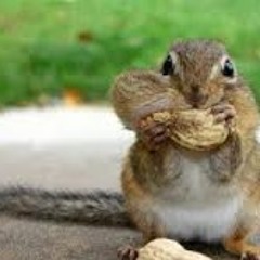 speedy squirrel