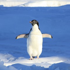 The Penguinbasher