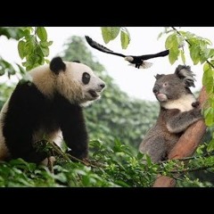 Te Koala Talks & Panda Eats
