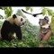 Te Koala Talks & Panda Eats