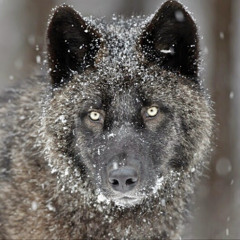 War Wolf