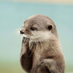 Otter