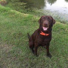 Christopher Sherrill