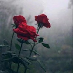 عبد الرحمن القطيفان