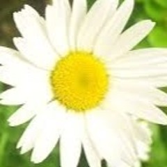 howlss_1