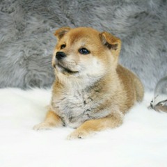 DB - Dogbaby