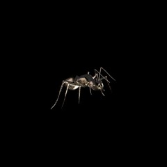 °Ж_✪Ant Room🔥❤️💧🔁 ™ Δ✈Ѻ╳░◕⌇⌇⌇ ☹ƸӜƷ