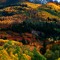 Im Wald