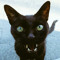 Cat Kizmel