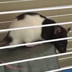 Soft songs for Laurel