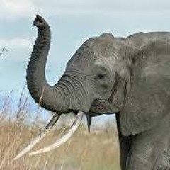 ElephantEarwax