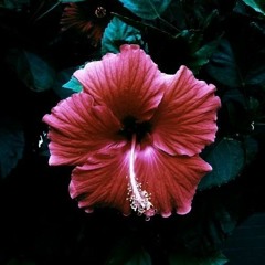 Vibra Sound Collective