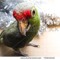 KillerBird