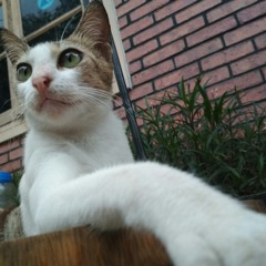 hario