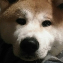 Akita ken Galligani