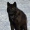 wolfieblackskull