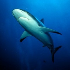 ocean sharks