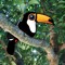 Terrycloth Toucan