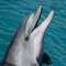 Dolphin Dave