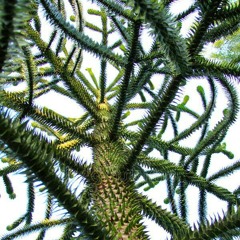 Monkey puzzle