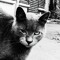 Chat Perché