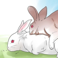 Rabbit Soup