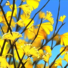 00gingko