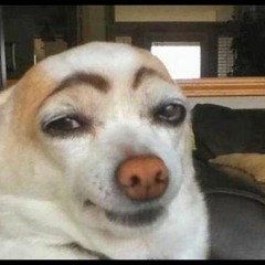 Dog Eyebrows