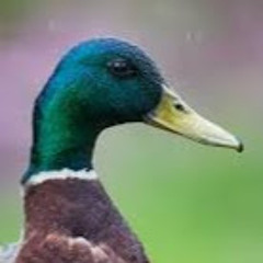 Diamond Dave and mallards