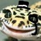 AnOddlyClassyGecko