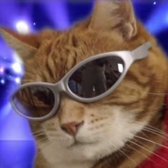 el gato