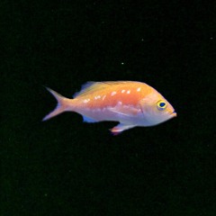 Goldefish