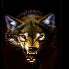 WOLFIE REACTZ