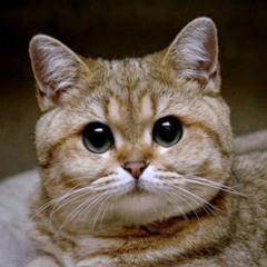 Евгений Рябов