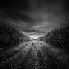 Alan Cattor