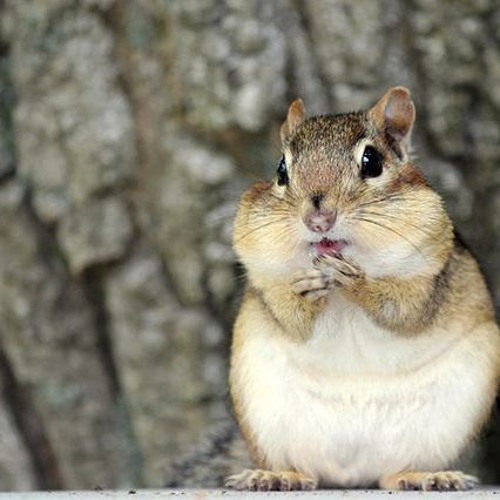 Chipmunk Twitch